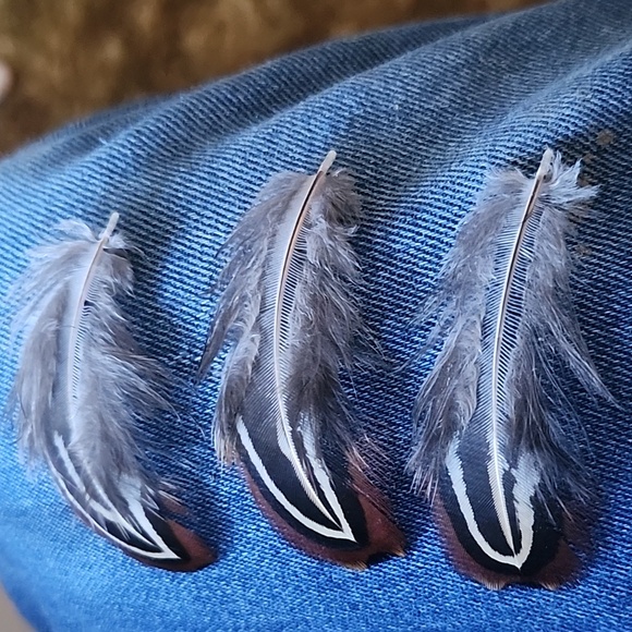 Feathers - Picture 2 of 2